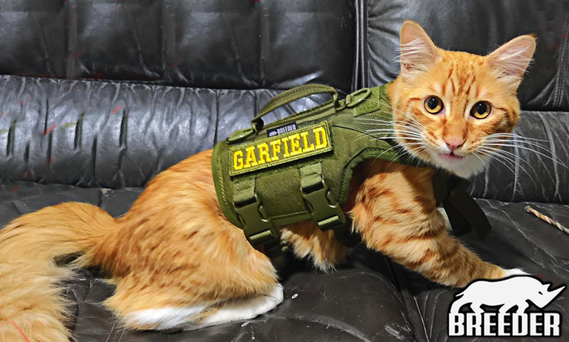 CHALECO GATO - Imagen 2