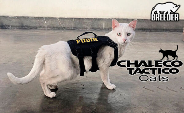 CHALECO GATO - Imagen 3