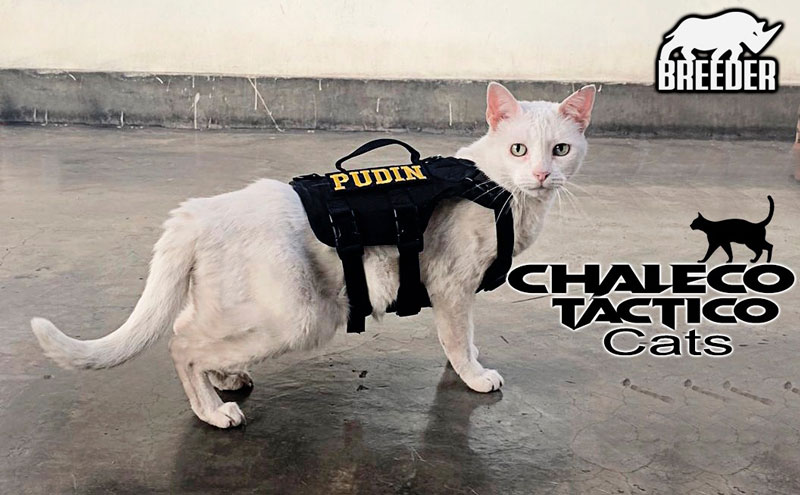 CHALECO GATO - Imagen 3