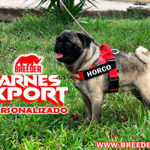 ARNES XPORT