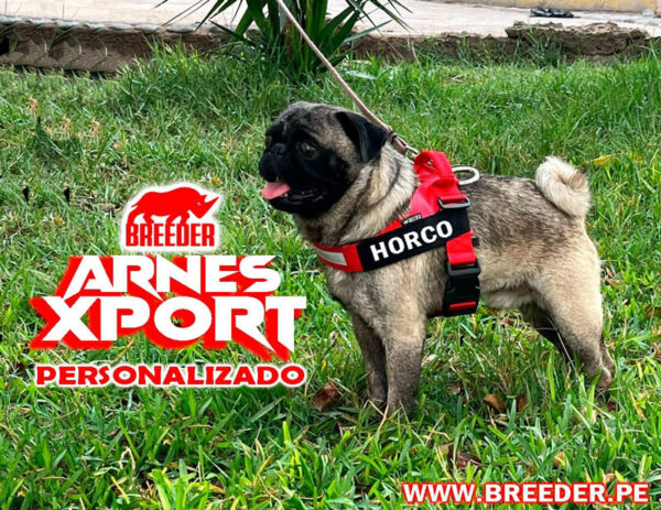 ARNES XPORT